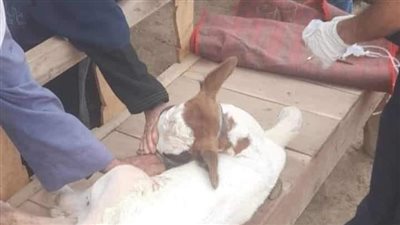 بيطري المنيا: تقديم الخدمات البيطرية لـ 918 رأس ماشية خلال قافلة بيطرية