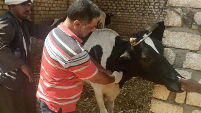 محافظ أسوان: التنسيق مع معهد بحوث التناسليات الحيوانية لإيفاد قافلة علاجية بيطرية مجانية