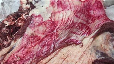 تفاصيل ضبط 4 أطنان لحوم وأسماك فاسدة بالمنوفية