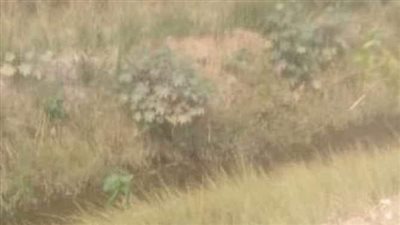  زراعة 57 شجرة بطريق الصعيد في المنبا ضمن مبادرة «100 مليون شجرة»