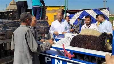 اليوم انطلاق الحملة القومية الثالثة لتحصين الماشية ضد الحمى والوادي المتصدع بالمنيا