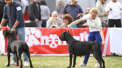 لأول مرة بالعالم.. المهرجان العالمي للكلاب في موسم الرياض