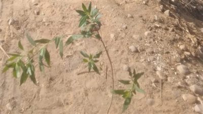 زراعة 113 شجرة مثمرة بمركز مطاي بالمنيا ضمن مبادرة «100 مليون شجرة»