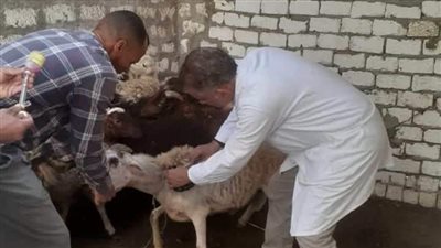 تحصين 78 ألف رأس ماشية ضد الحمي القلاعية وحمي الوادي المتصدع بالمنيا