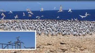 انطلاق فعاليات مهرجان تصوير ومشاهدة الطيور ببورسعيد