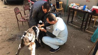قافلة بيطرية علاجية مجانية بـ5 قرى في مركز أبو قرقاص بالمنيا