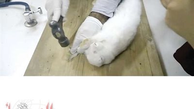 إحالة مدرس الأحياء صاحب واقعة تعذيب الأرنب للتحقيق