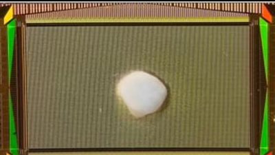 علماء يكشفون عن جهاز كمبيوتر هجين مع العقل البشري