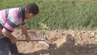 زراعة 175 شجرة في مركز مطاي بالمنيا ضمن مبادرة 100 مليون شجرة