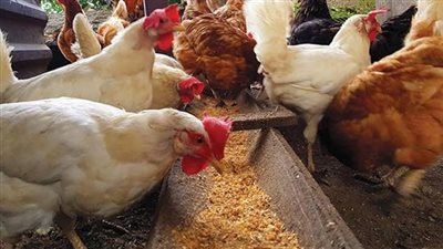 لعدم توافر الأعلاف.. 