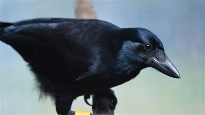 حكمة جديدة يعلمها الغربان للبشر.. الصبر أفضل من المخاطرة بالخسارة