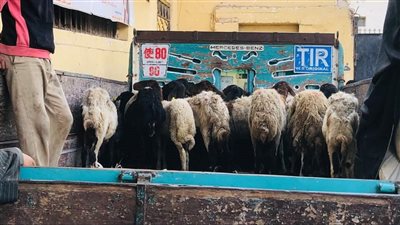 تفاصيل تسليم 120 رأس ماشية بقرية ماقوسة بمركز المنيا ضمن برنامج «فرصة»