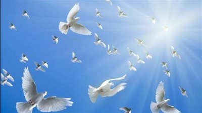 رفض الطعن.. صدمة لإدارة نادي الصيد واستلام اللائحة التنفيذية لإيقاف رماية الحمام