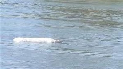 العثور على جثة طافية بمياه نهر النيل أمام نادى الشرطة بأسيوط