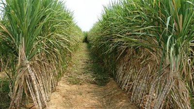التموين: ارتفاع نسب توريد قصب السكر إلى مليون طن