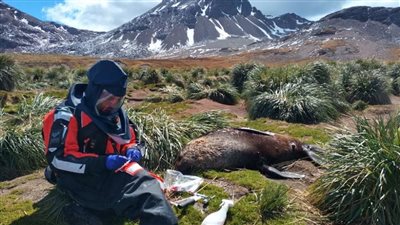 هل تعود أنفلونزا الطيور للظهور من جديد؟