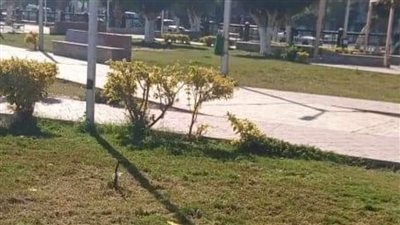 زراعة أشجار مثمرة وزينة بمركزي مطاى والمنيا