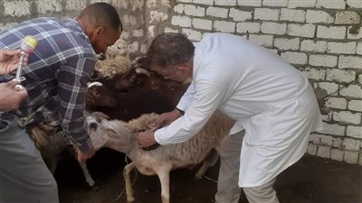 تحصين 15 ألفا و734 رأس ماشية ضد مرض الجلد العقدي بالدقهلية