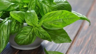 الفوائد الصحية للريحان.. إضافة رائعة للنظام الغذائي اليومي