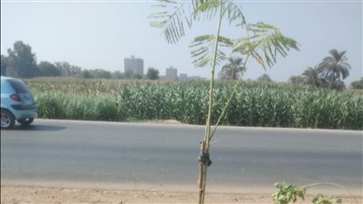 محليات المنيا تزرع 75 شجرة على طريق مصر أسوان بمركز مطاي 