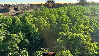 بعد ضبط 10 أفدنة مخدرات.. كواليس «عودة الجزيرة» لتجارة الكيف بأسيوط