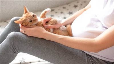 مرض القطط «التكسوبلازما».. أسبابه وطرق علاجه 