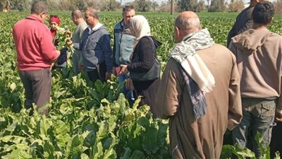 تفاصيل جولاات 