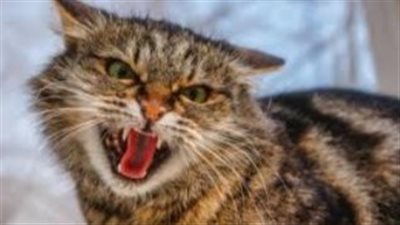 «بهدلهم».. تفاصيل تعرض 5 أشخاص لعقر قط بالعسيرات في سوهاج 