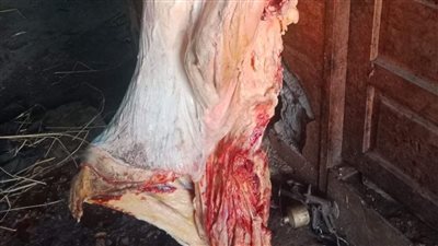ضبط كميات كبيرة من اللحوم غير الصالحة والأجبان الفاسدة خلال حملات بيطرية وتموينية بالمنيا