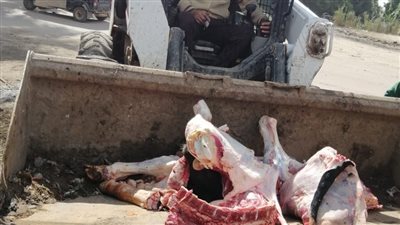 إعدام 200 كيلو لحوم غير صالحة للاستهلاك الآدمي بكفر الشيخ.. صور