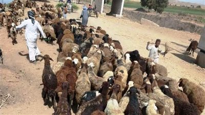 محافظ أسوان يتابع إجراء الكشوفات والفحوصات لـ1246 من الثروة الحيوانية