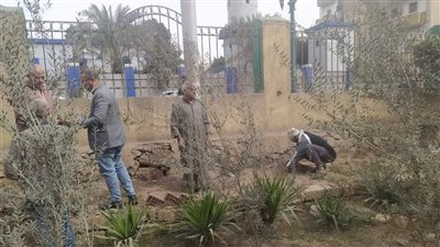 استمرار زراعة أشجار الزينة والمثمرة في مركزي مطاي وديرمواس بالمنيا