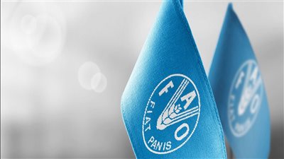 تعرف على مشروعات الفاو في مصر