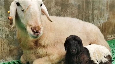 استنساخ جديد لماعز من الصين بنفس تقنية النعجة دوللي