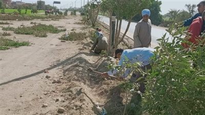 استمرار زراعة أشجار مثمرة وأخرى للزينة بمركزين بالمنيا بمبادرة 