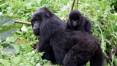 دراسة جديدة تجيب.. لماذا لا يمتلك البشر ذيلا؟