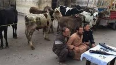 ضبط شخصين لاتهامهما بسرقة 5 رؤوس ماشية في مداهمة أمنية بقنا 