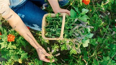 أعشاب نادرة لن تجدها في السوبر ماركت ولكنها مذهلة