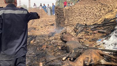 الانتقام.. 3 تجار مواشي وراء نفوق 40 رأس ماشية داخل حظيرتين بالفيوم