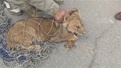 تفاصيل جديدة فى واقعة الأسد المتجول بالتجمع الأول