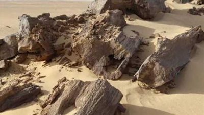  مصلحة الجمارك تسلم أشجار متحجرة نادرة لوزارة البيئة «تعود للعصر الأليجوسين»