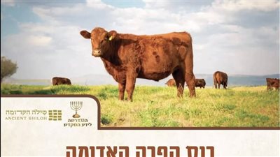 بالصورة.. إسرائيل تجهز لذبح وحرق بقرة حمراء أول أيام عيد الفطر المبارك لتنفيذ وعد بالتوراة