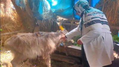 تحصين 86592 رأس ماشية ضد الحمى القلاعية بالدقهلية