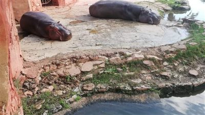 تفاصيل استعدادات حدائق الأسماك والحيوان بالمحافظات لاستقبال المواطنين في العيد