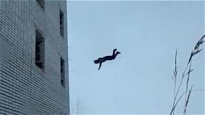 تفاصيل سقوط ابن سكرتير سفارة غينيا الاستوائية في مصر من علو