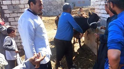 «بيطري المنيا»: تحصين 160 ألف رأس ماشية ضمن الحملة القومية
