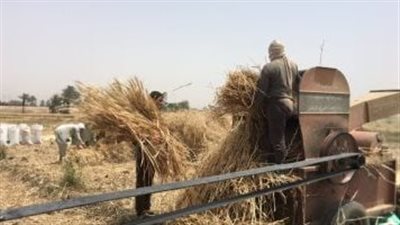 قصة وفاة مزارع بطريقة بشعة أثناء درس القمح بالمنوفية