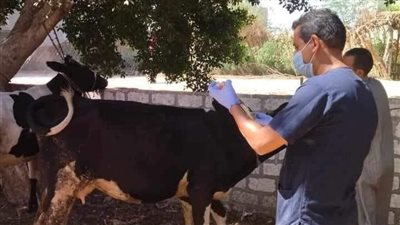 تحصين 200 ألف رأس ماشية ضد «الحمى القلاعية» و«الوادى المتصدع» بالمنيا