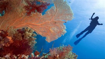 بعد رأس الحكمة.. السعودية تكشف حقيقة الاتفاق مع مصر بشأن رأس جميلة