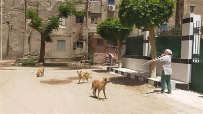 حملة مكبرة لضبط الكلاب الضالة بالدويقة 